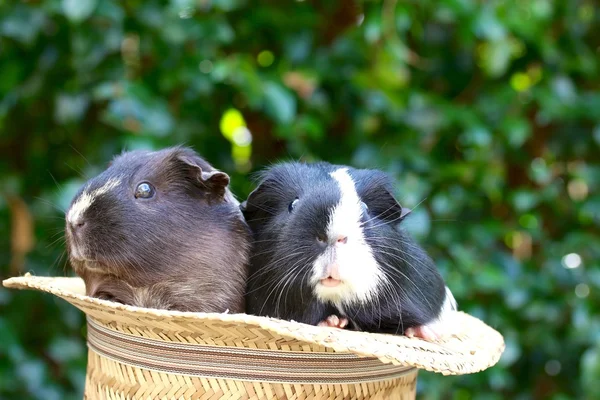 Guineapigs w kapeluszu — Zdjęcie stockowe