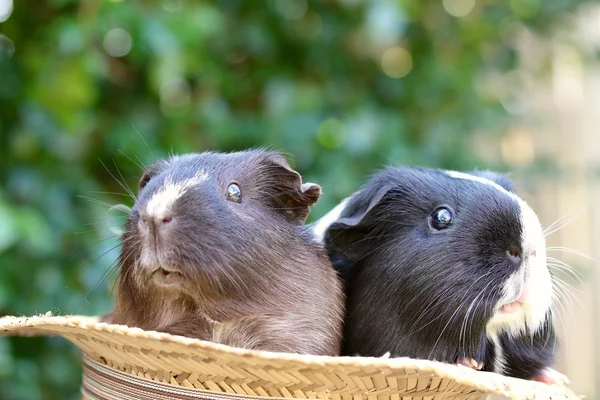 Guineapigs w kapeluszu — Zdjęcie stockowe