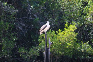 Beyaz Göbekli Deniz Kartalı