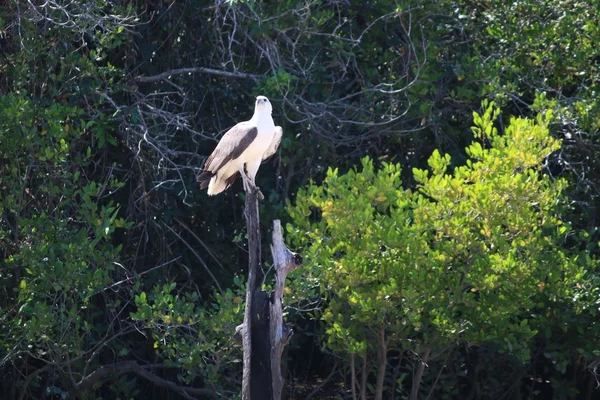 白盔海鹰 — 图库照片