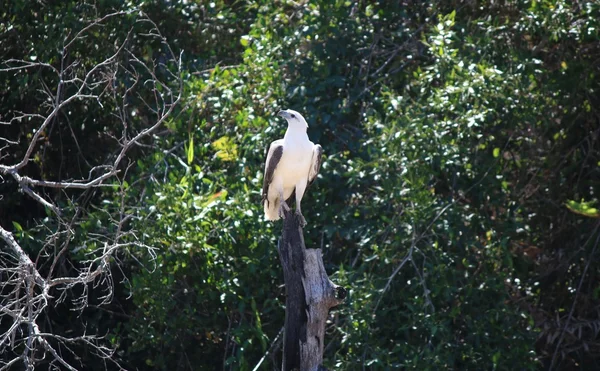 白盔海鹰 — 图库照片