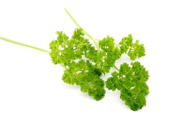 Organic Parsley — Stock Photo, Image