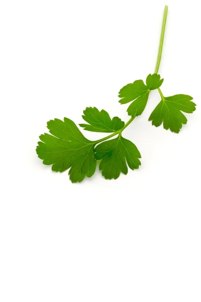 Italian Parsley — Stok Foto