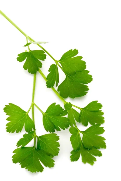 Italian Parsley — Stok Foto