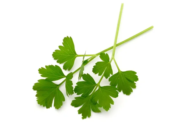 Italian Parsley — Stock Photo, Image