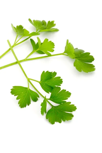 Italian Parsley — Stok Foto