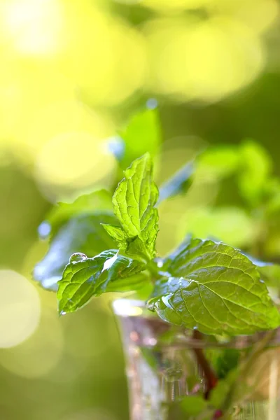 Foglie di menta — Foto Stock