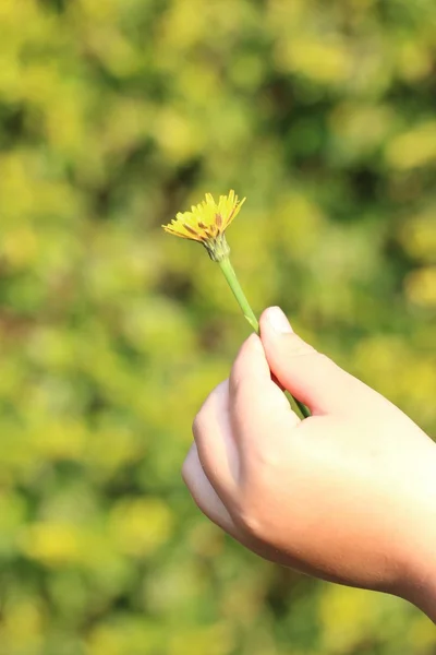 Diente de león de tenencia infantil — Foto de Stock