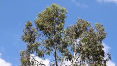 Rüzgarda sallanan güzel sakız ağacı açık mavi gökyüzü altında, Queensland, Avustralya.
