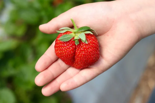 Criança segurando morango — Fotografia de Stock