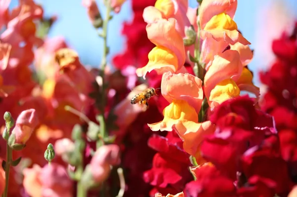 Fleur d'abeille et Snapdragon — Photo