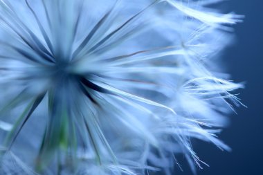 karahindiba kurtmantarı