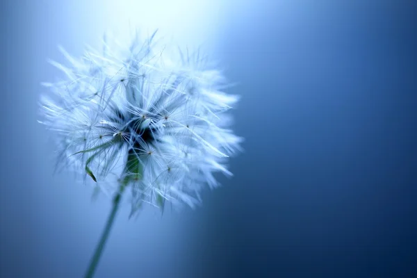 Löwenzahn-Puffball — Stockfoto