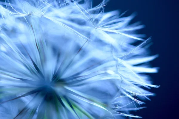 Paardebloem Cammel — Stockfoto