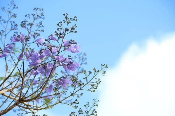 Fleurs de jacaranda — Photo