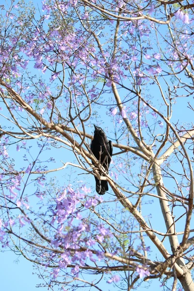 Crow Sitting on Jacaranda Tree — Stock Photo, Image