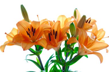 Turuncu zambak çiçekleri