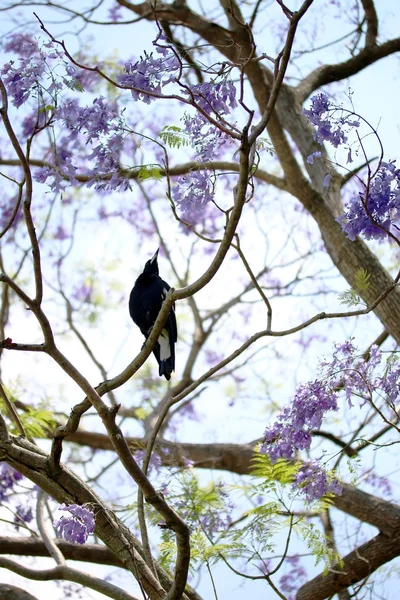 Magpie Sitting on Jacaranda Tree. — Stock Photo, Image