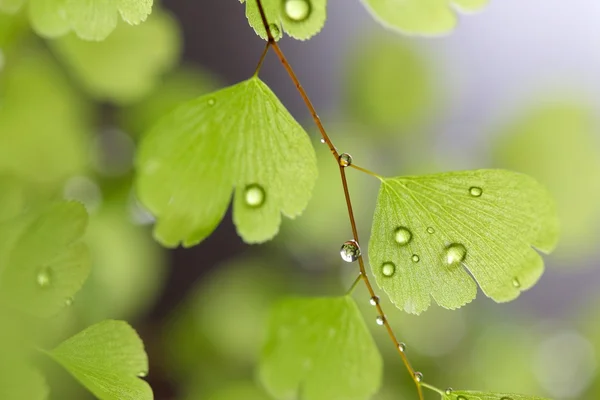 Hujan Tetes pada Fern — Stok Foto