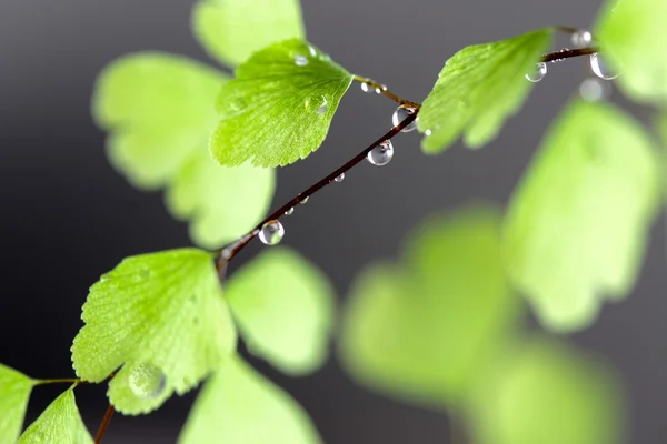 Hujan Tetes pada Fern — Stok Foto