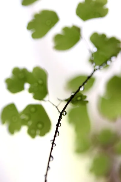 雨水落在弗恩身上 — 图库照片