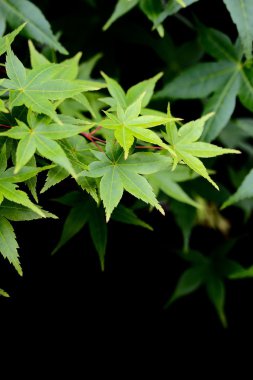 yeşil akçaağaç yaprakları