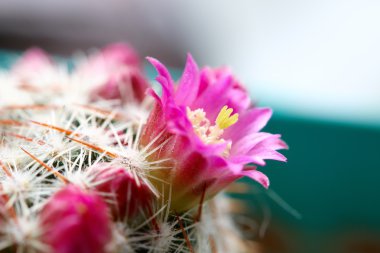 pembe kaktüs çiçeği