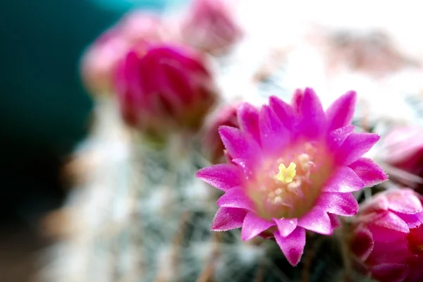 Fleur de cactus rose — Photo