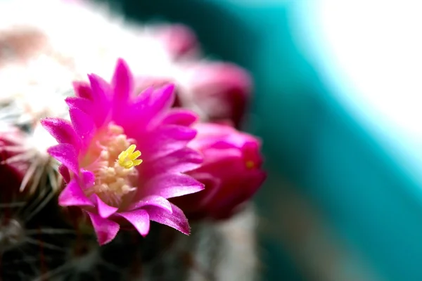 Flor de cactus rosa — Foto de Stock