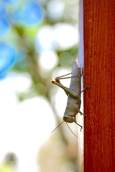 Locust hängande på inlägget — Stockfoto