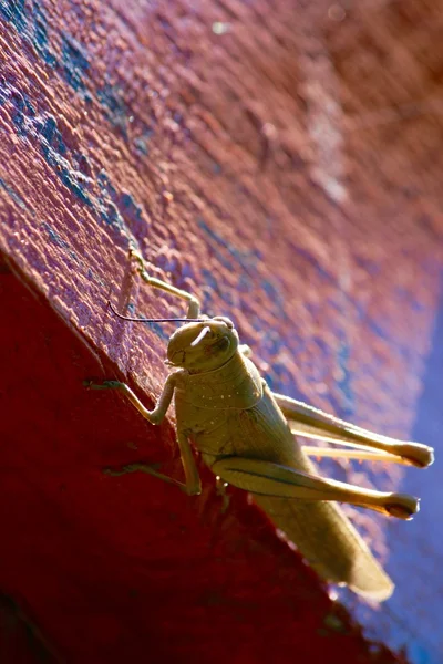메뚜기는 게시물에 매달려 — 스톡 사진