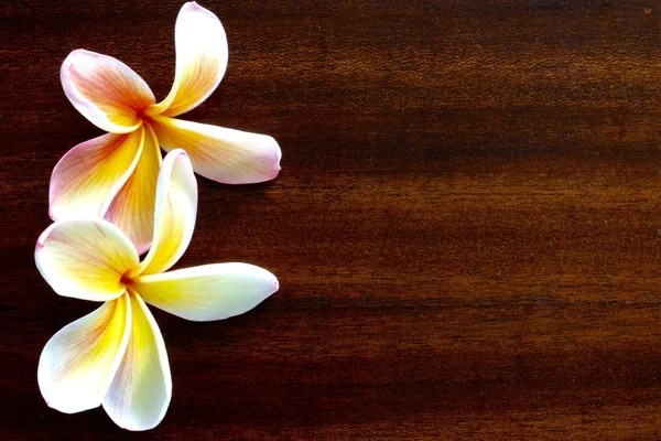 Ahşap masaya Frangipani çiçek — Stok fotoğraf
