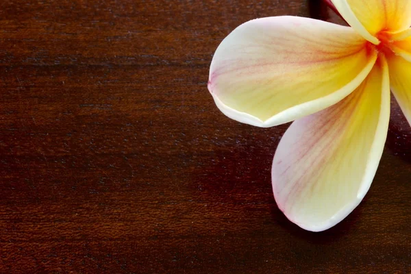 Ahşap masaya Frangipani çiçek — Stok fotoğraf