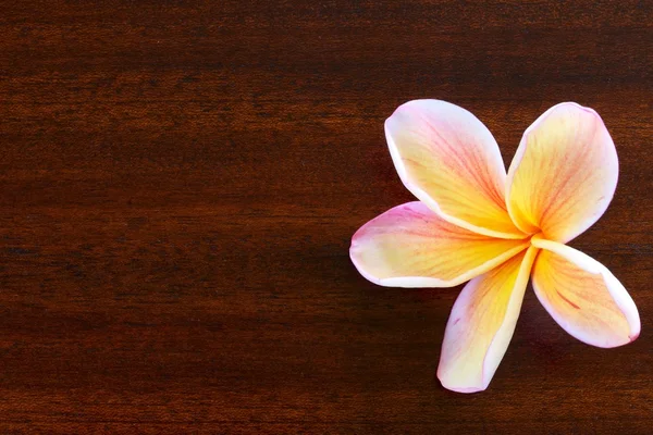 木製のテーブルにプルメリアのお花 — ストック写真