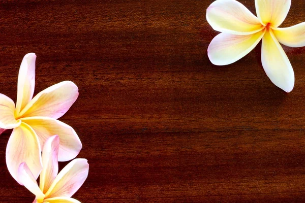 Frangipani Flores sobre mesa de madeira — Fotografia de Stock