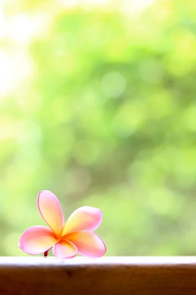 Pembe frangipani çiçek — Stok fotoğraf