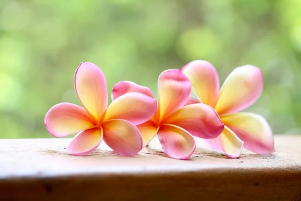 Pembe frangipani çiçek — Stok fotoğraf