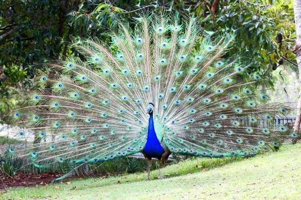 Pavo real macho salvaje — Foto de Stock