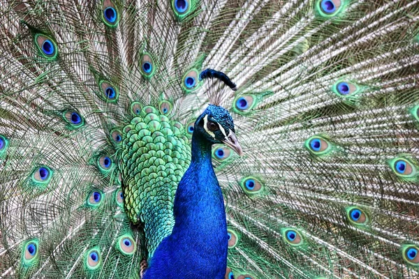 Pavo real macho salvaje — Foto de Stock