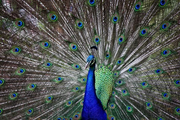 Wild Male Peacock — Stock Photo, Image