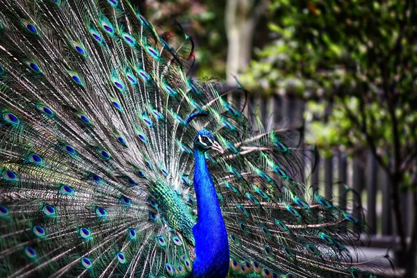 Pavo real macho salvaje — Foto de Stock