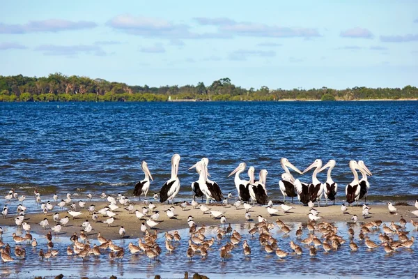 Pelikanen en Shorebirds — Stockfoto