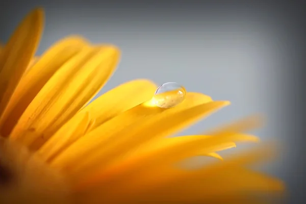 Gota de água na Gerbera amarela — Fotografia de Stock
