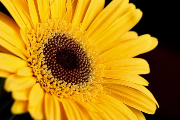 Flor amarilla de gerberas — Foto de Stock