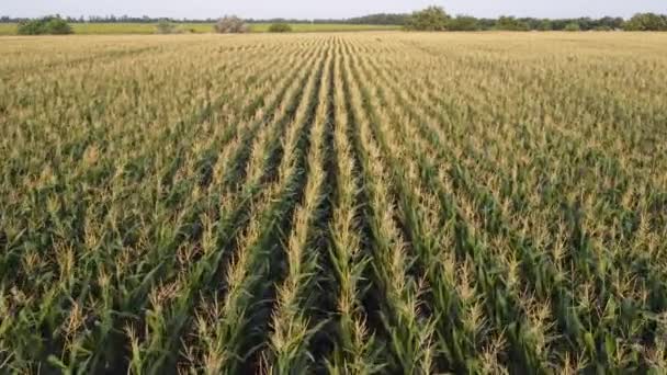 Aerial Drone Footage Cornfield Low Aerial Flying Corn Field Summer — Stock Video