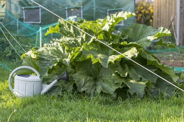 Rhubarb growing in the vegetable garden, watering can, greenhouse