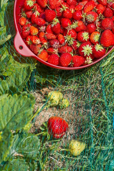 Primer plano de fresas en colador recién cosechadas en huerta — Foto de Stock