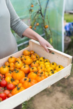 Portre üzerinde bir sandık ile domates taze harvestin tutan kadın