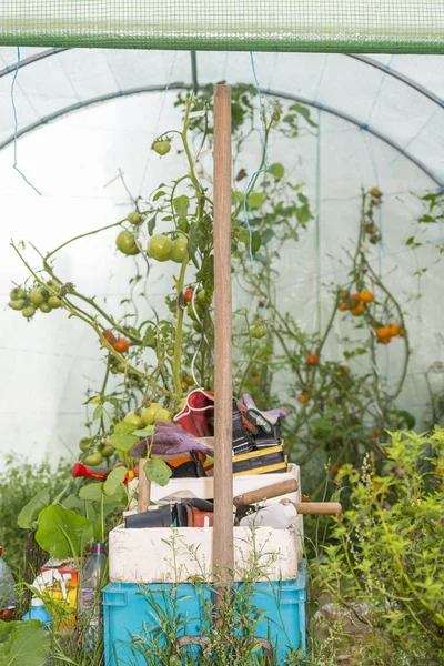 Před otevřeným skleníku s pěstmi domácí produkce rajčatových rostlin — Stock fotografie