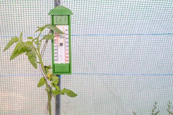 Thermomètre dans une petite serre et une plante de tomate en croissance — Photo